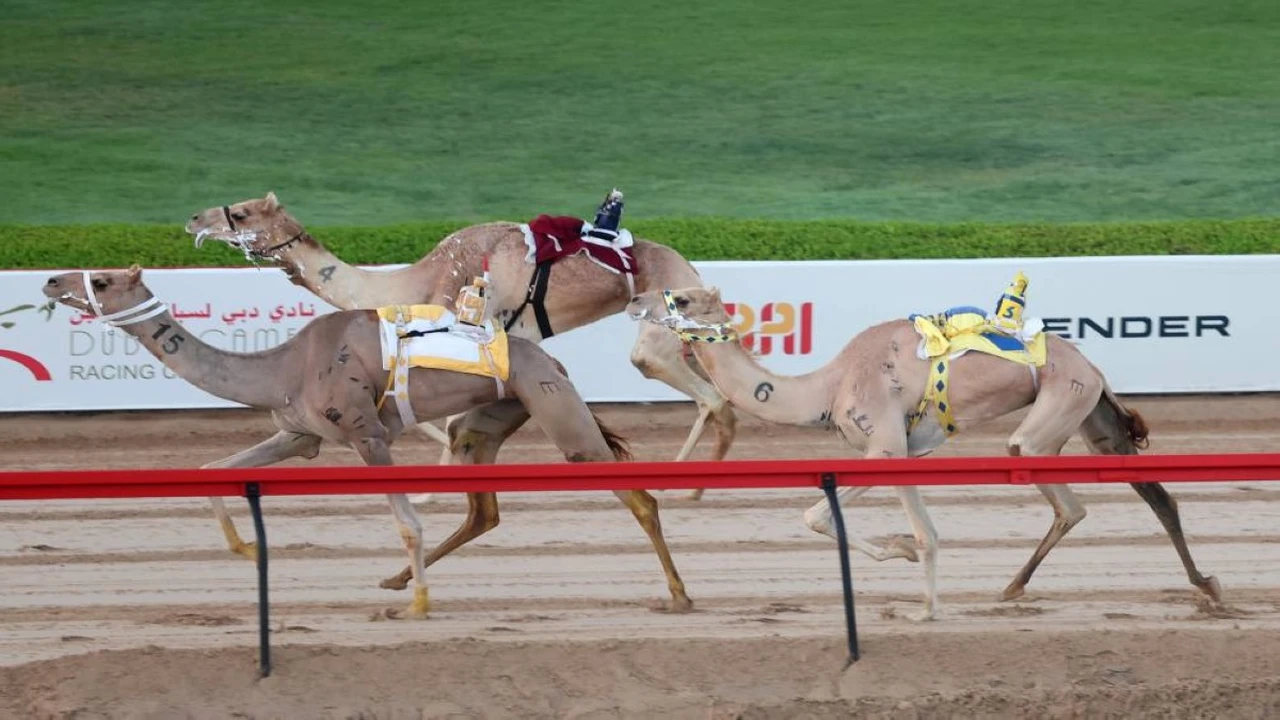 ميادة تحصد سيف ختامي المرموم في سباق حافل لهجن أبناء القبائل